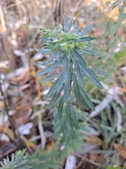 Linaria purpurea