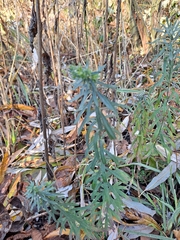 Linaria purpurea