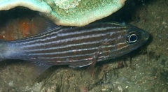 Cheilodipterus macrodon