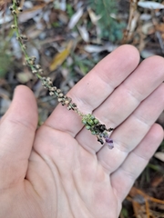 Linaria purpurea