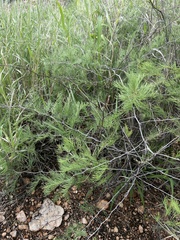 Asparagus nelsii