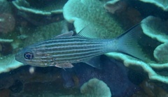 Cheilodipterus macrodon