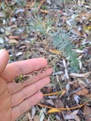Linaria purpurea