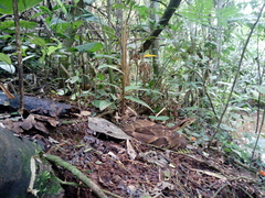 Bothrops jararaca