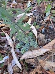 Linaria purpurea
