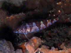 Malacoctenus triangulatus