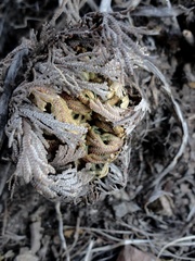 Selaginellaceae