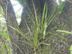 Epiphryne verriculata