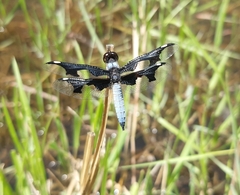 Palpopleura portia