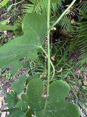 Passiflora affinis