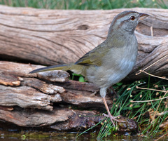 Arremonops rufivirgatus