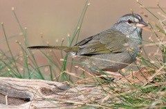 Arremonops rufivirgatus