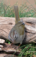 Arremonops rufivirgatus