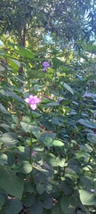 Acanthoideae