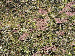Azolla