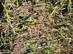 Azolla