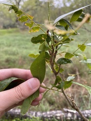 Carya aquatica