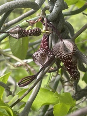 Ceropegia lugardiae