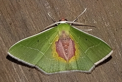 Nemoria astraea