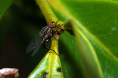 Anthomyia punctipennis