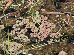 Azolla