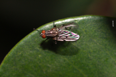 Anthomyia punctipennis