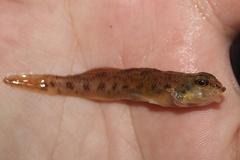 Etheostoma olmstedi