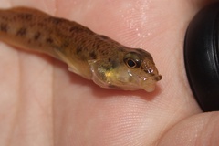 Etheostoma olmstedi