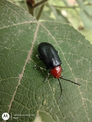 Cacoscelis nigripennis