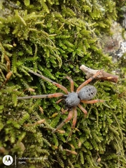 Trachelopachys