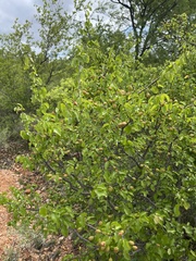 Ochna inermis