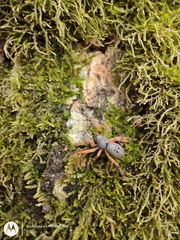 Trachelopachys