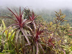 Dracophyllum traversii