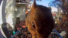 Sciurus niger