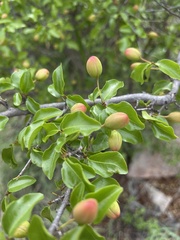 Ochna inermis