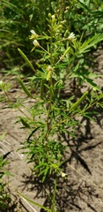 Polanisia jamesii