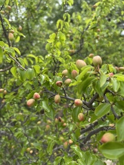 Ochna inermis