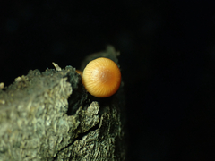 Galerina badipes
