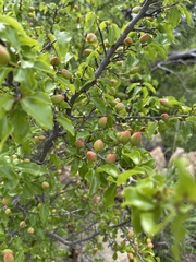 Ochna inermis