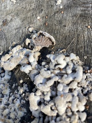 Schizophyllineae