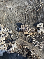 Schizophyllineae