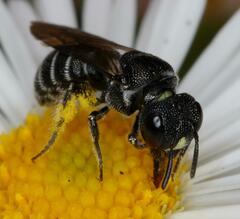 Ceratina