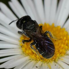 Ceratina