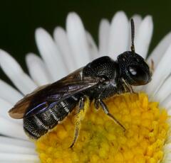 Ceratina