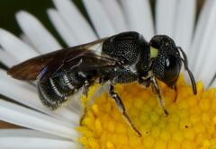 Ceratina