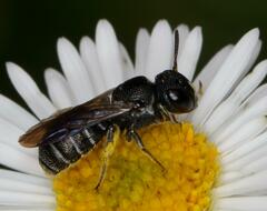 Ceratina