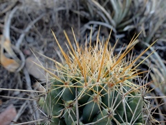 Coryphantha octacantha
