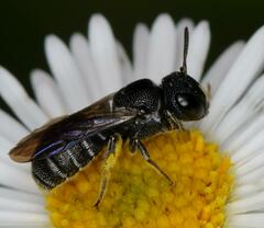 Ceratina