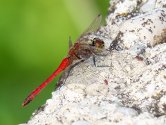 Sympetrum depressiusculum