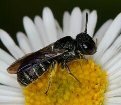 Ceratina